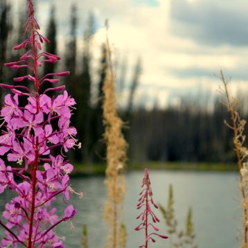 Fireweed, northern B.C.