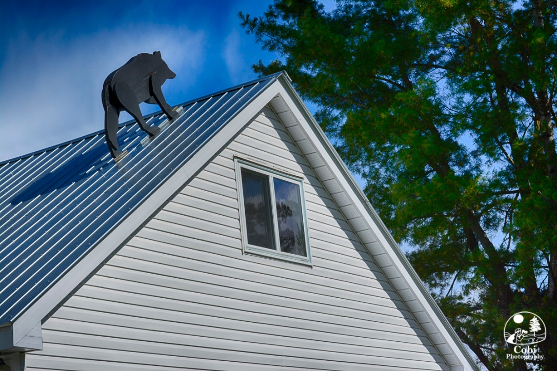 Wolf on roof